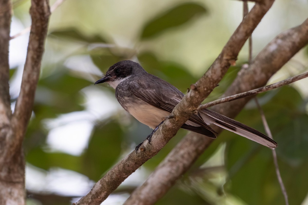 Northern Fantail - ML646369591