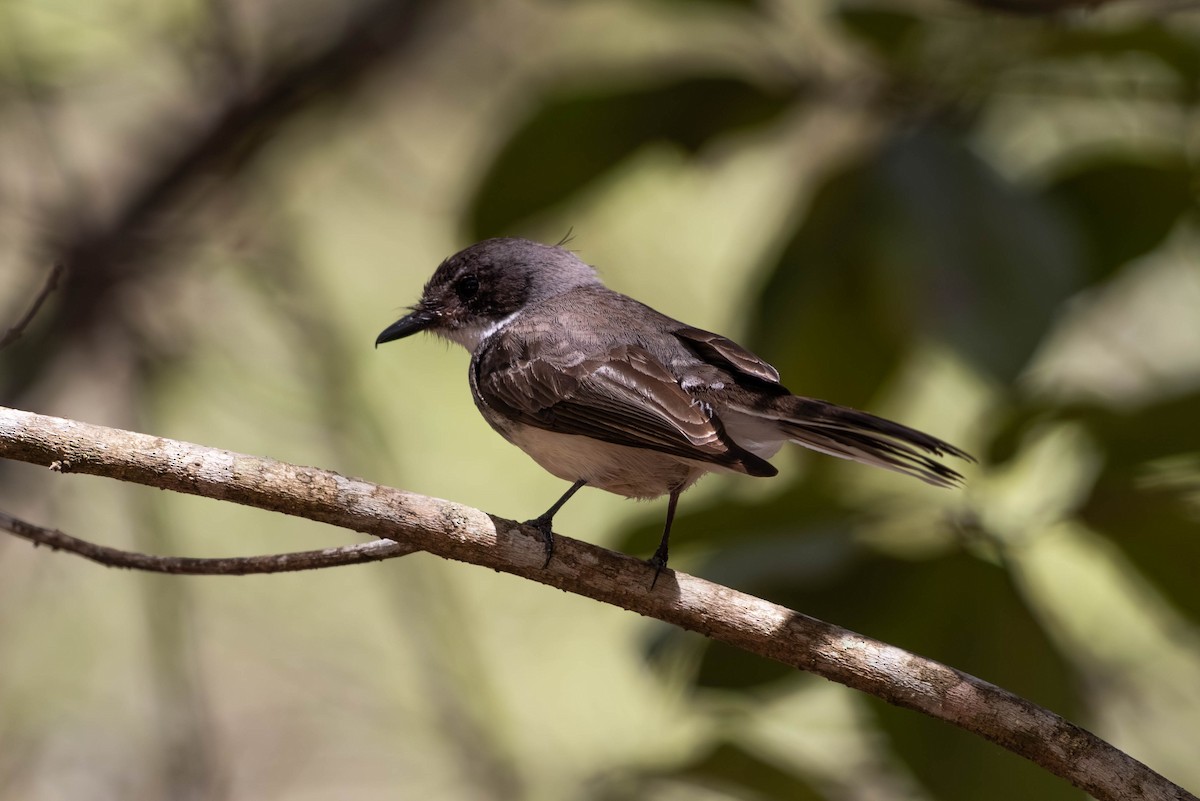 Northern Fantail - ML646369593