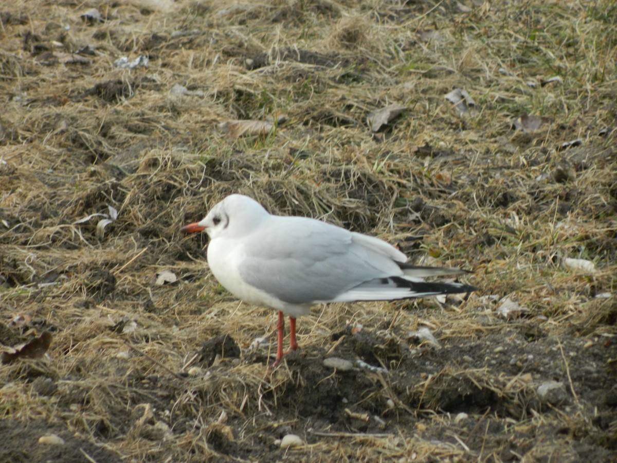 Black-headed Gull - ML646369594