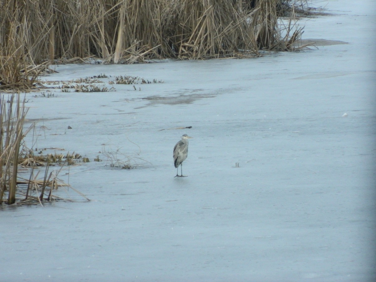 Gray Heron - ML646369595