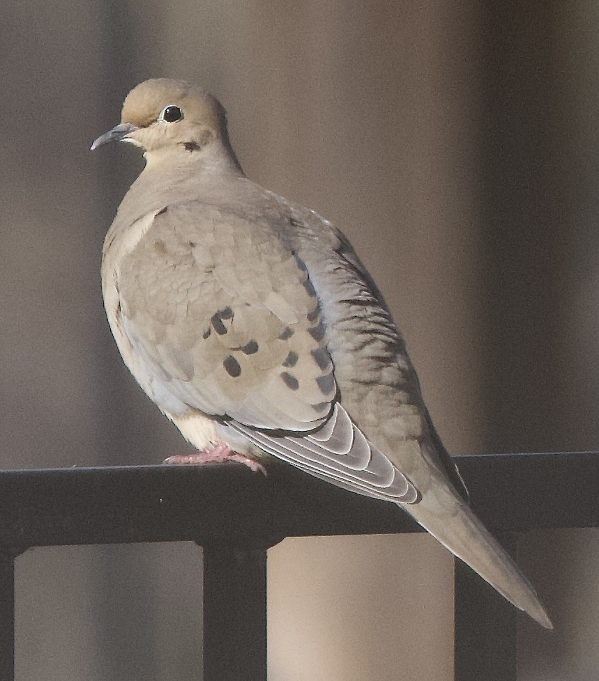 Mourning Dove - ML646369596