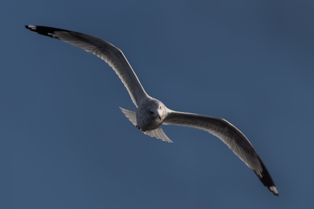 Ring-billed Gull - ML646369597