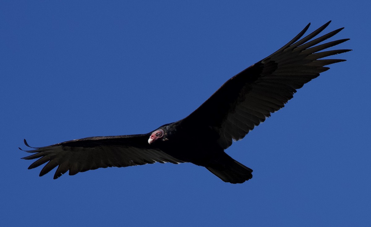 Turkey Vulture - ML646369599