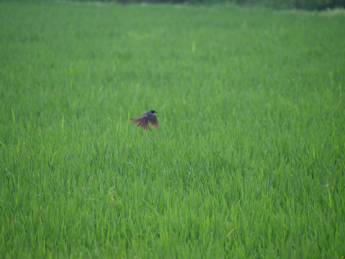 Black Drongo - ML646369601