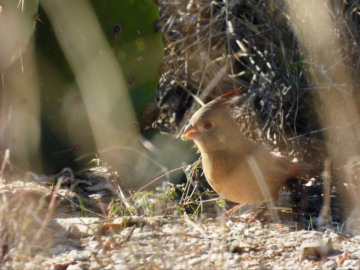 Pyrrhuloxia - ML646369602
