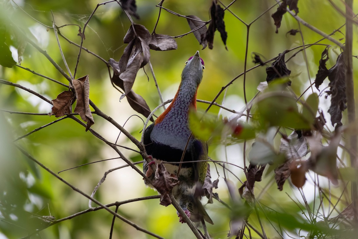 Superb Fruit-Dove - ML646369603