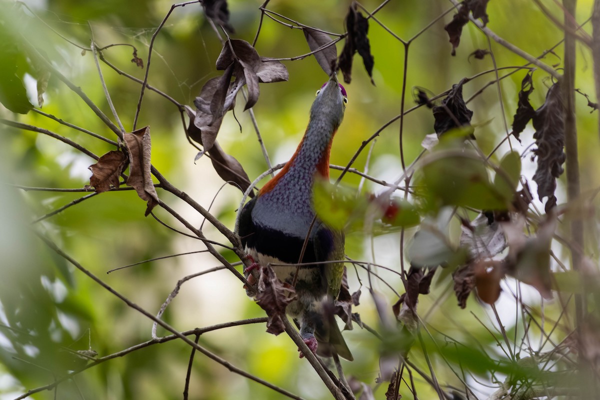 Superb Fruit-Dove - ML646369604