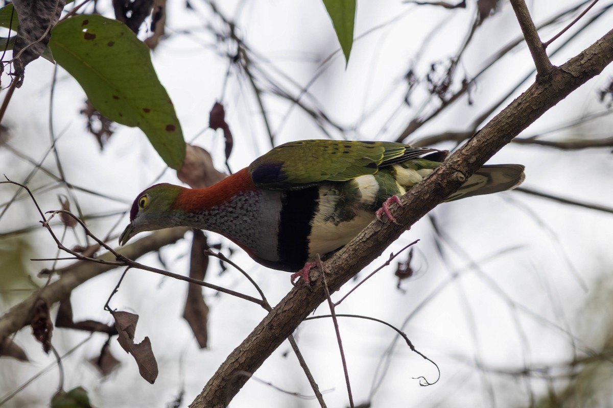 Superb Fruit-Dove - ML646369605
