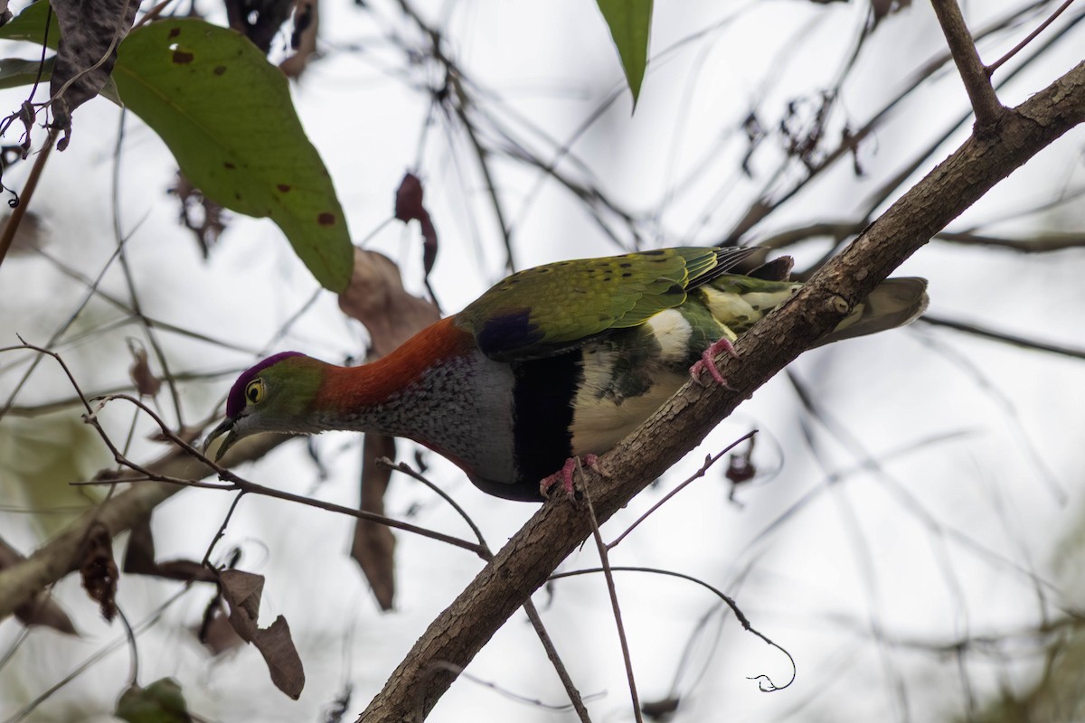 Superb Fruit-Dove - ML646369606