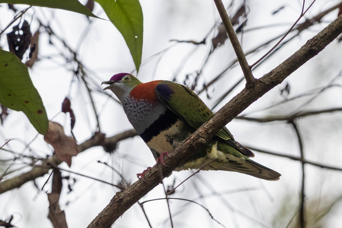 Superb Fruit-Dove - ML646369607