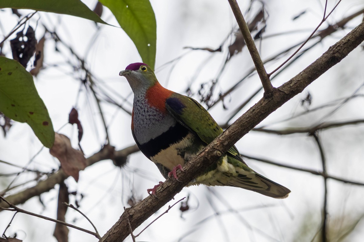 Superb Fruit-Dove - ML646369608