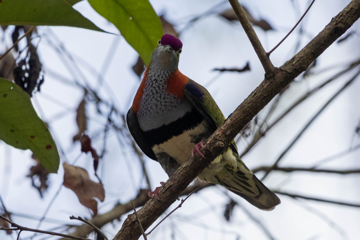 Superb Fruit-Dove - ML646369609