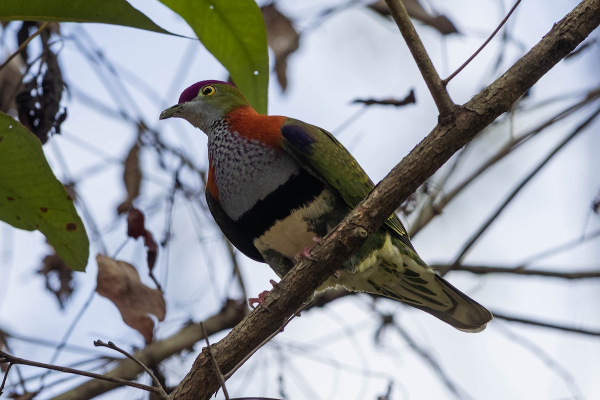 Superb Fruit-Dove - ML646369610