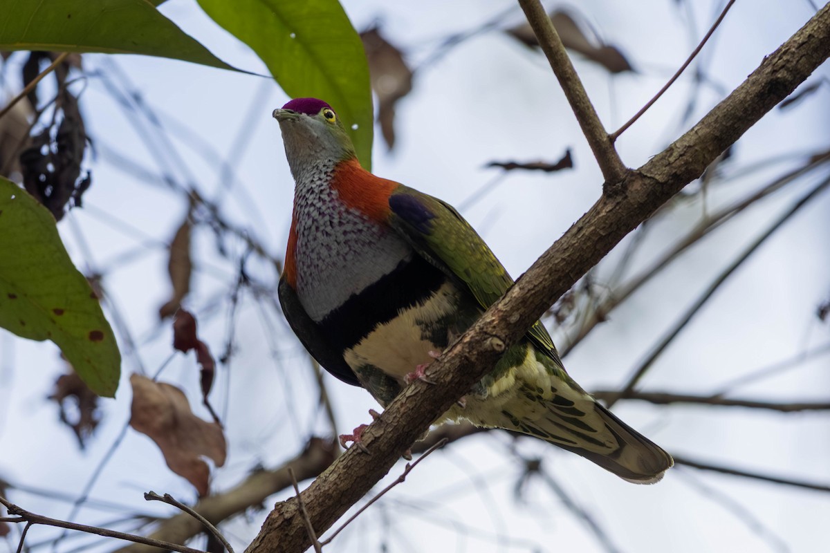 Superb Fruit-Dove - ML646369611