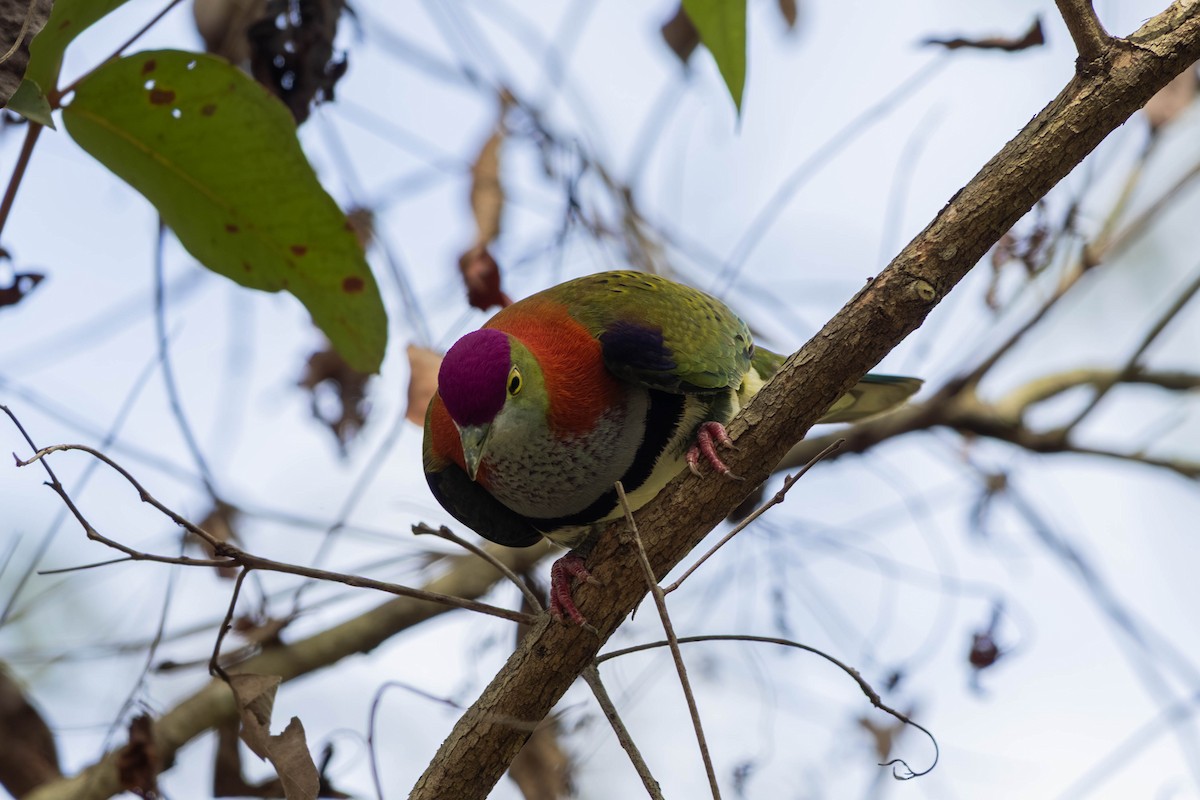 Superb Fruit-Dove - ML646369612