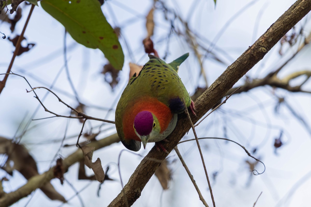 Superb Fruit-Dove - ML646369613