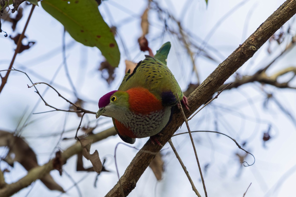 Superb Fruit-Dove - ML646369614