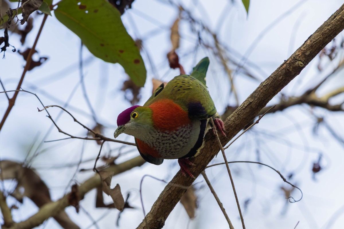 Superb Fruit-Dove - ML646369615