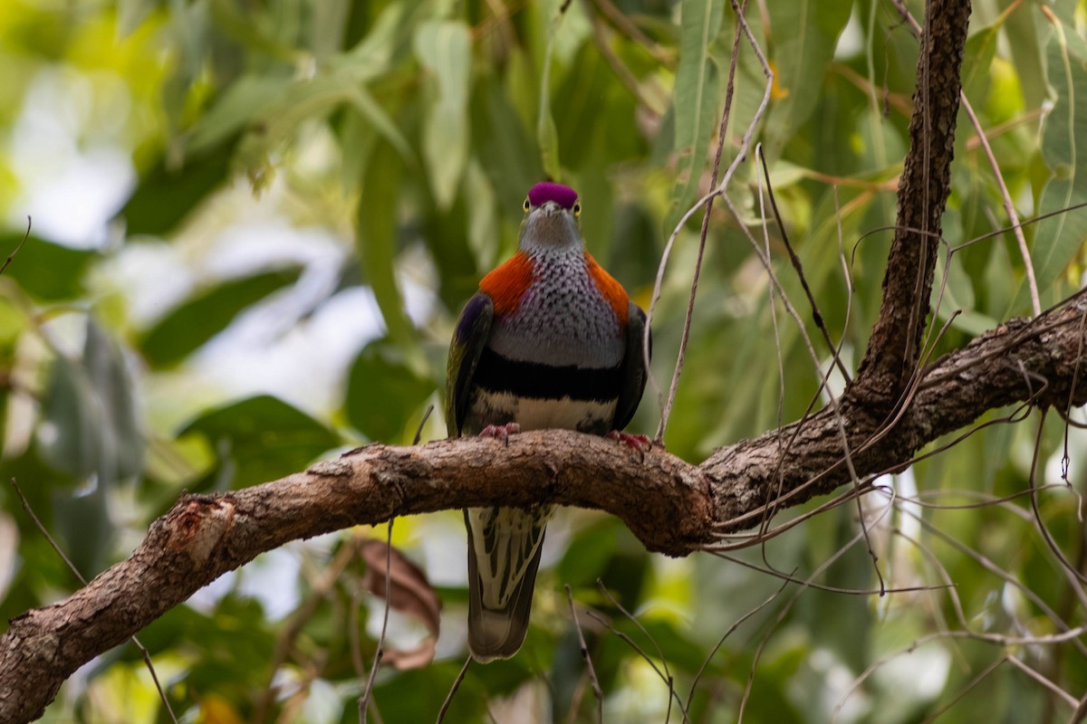Superb Fruit-Dove - ML646369616