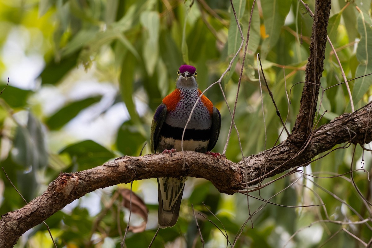 Superb Fruit-Dove - ML646369617