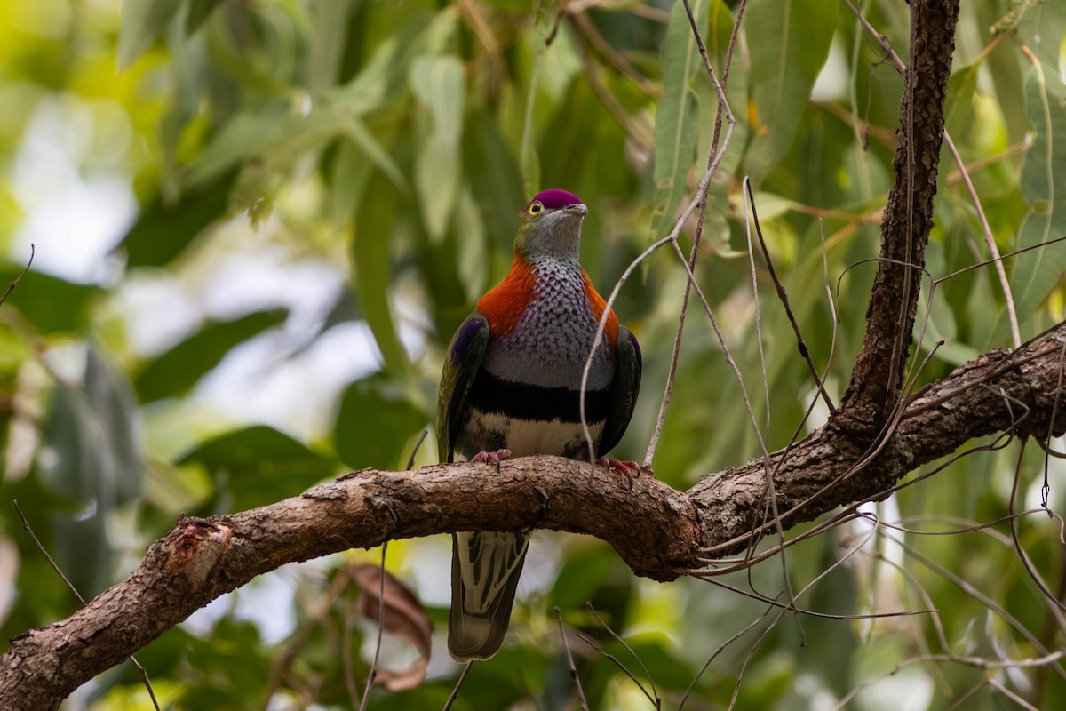 Superb Fruit-Dove - ML646369618
