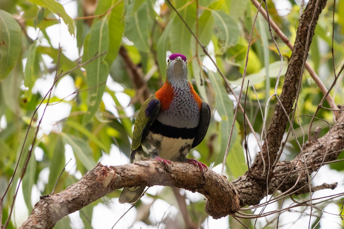 Superb Fruit-Dove - ML646369619