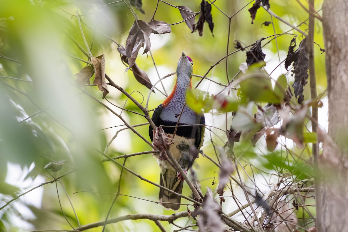 Superb Fruit-Dove - ML646369620