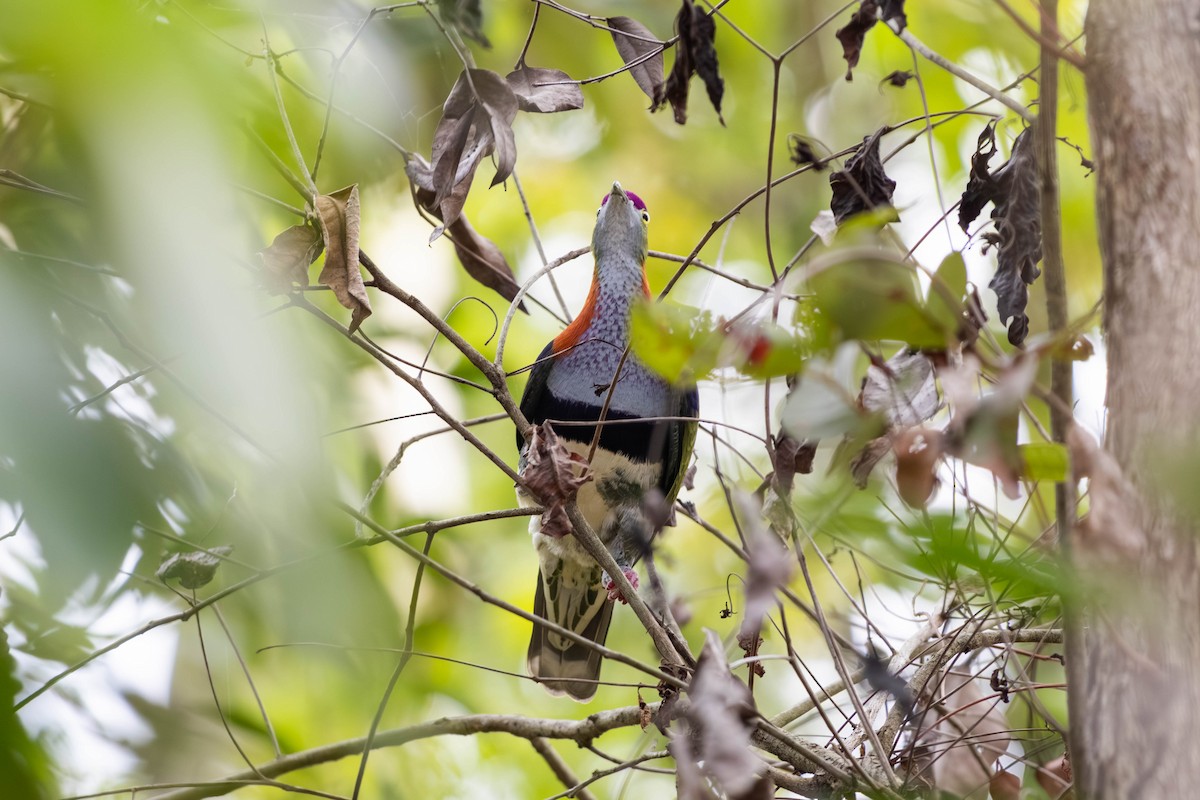 Superb Fruit-Dove - ML646369621