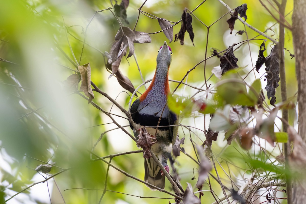 Superb Fruit-Dove - ML646369622