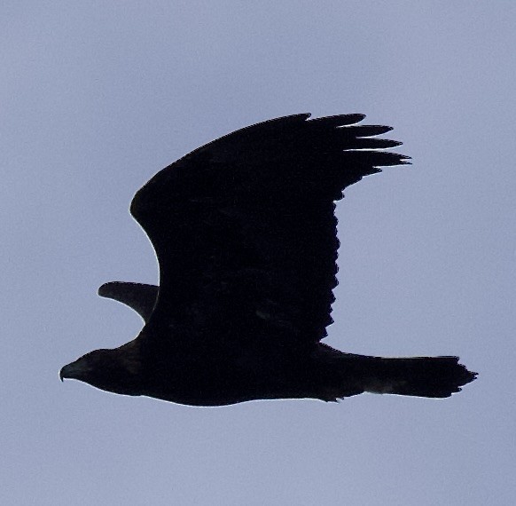 Golden Eagle - ML646369623