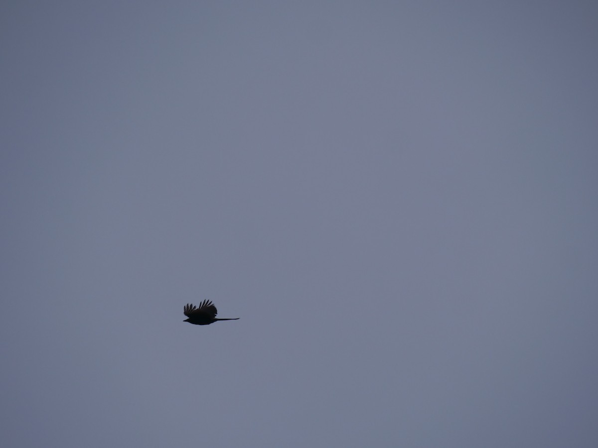 Black Drongo - ML646369627