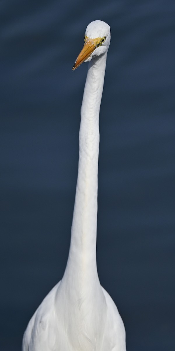 Цасч дэглий - ML646369628