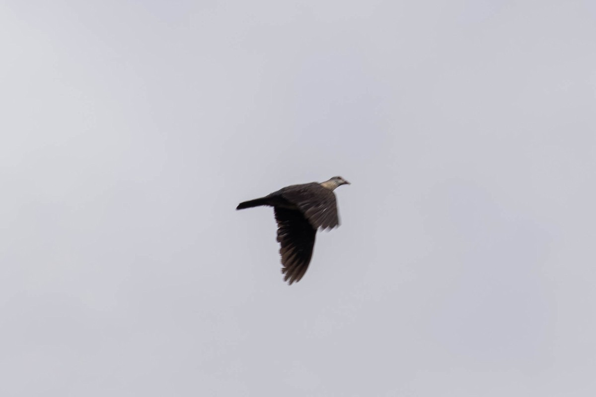 White-headed Pigeon - ML646369629