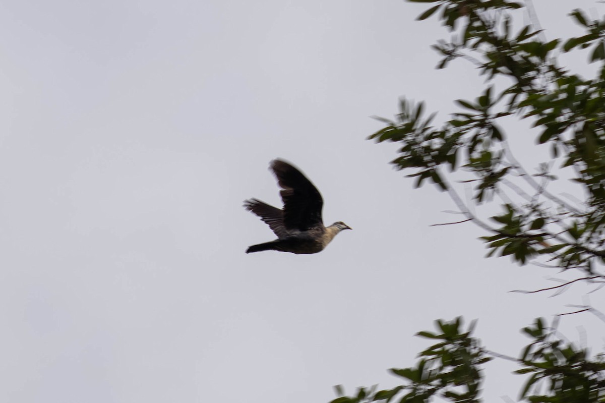 White-headed Pigeon - ML646369630