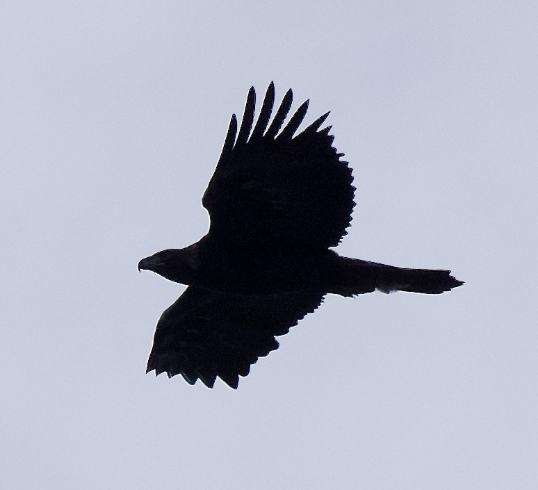 Golden Eagle - ML646369631