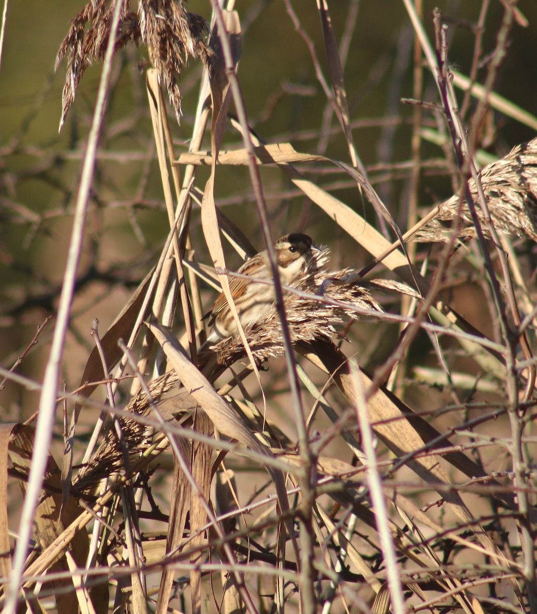 Reed Bunting - ML646369632