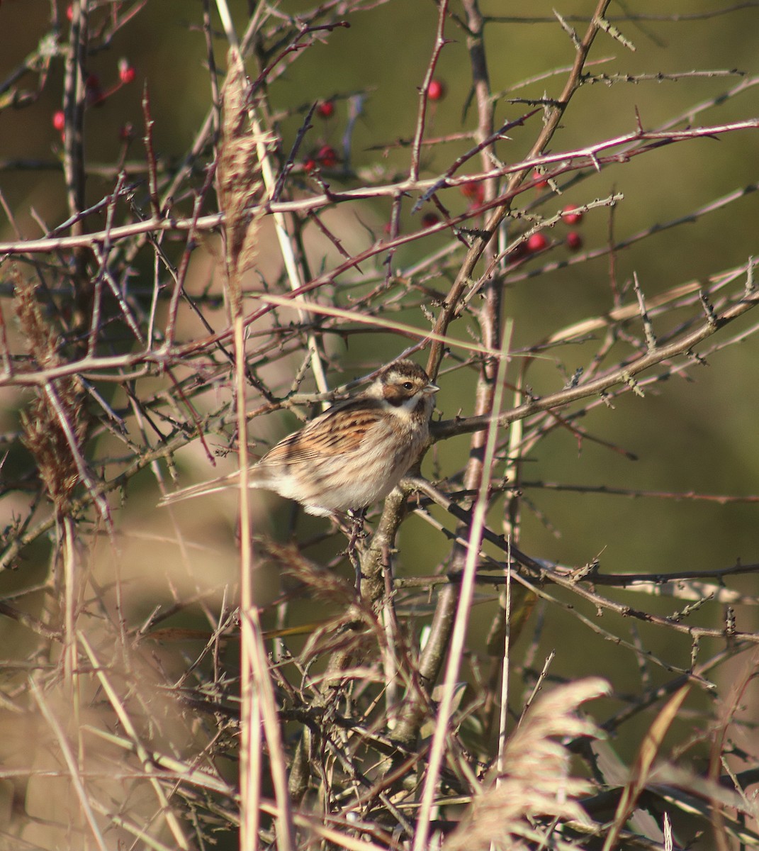 Reed Bunting - ML646369633