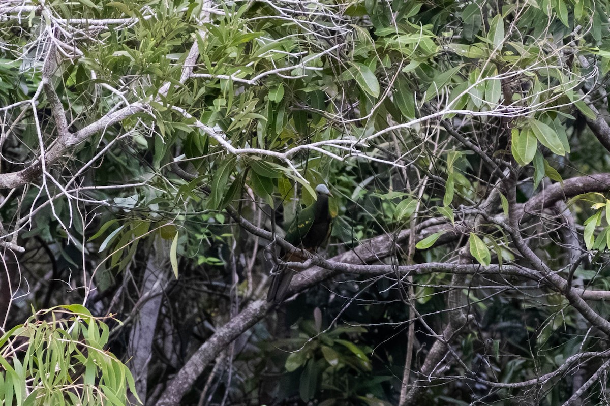 Wompoo Fruit-Dove - ML646369634