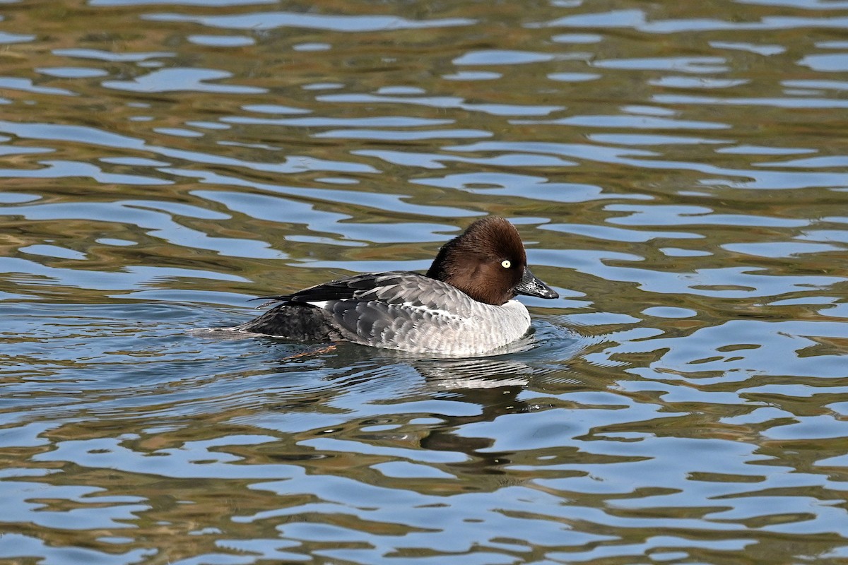 Алаг шунгаач - ML646369636