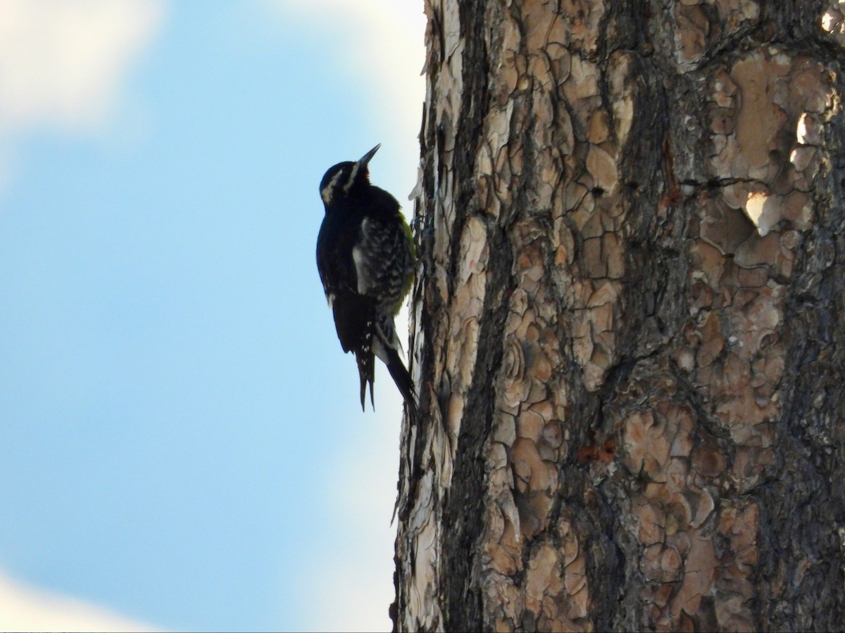 Williamson's Sapsucker - ML646369638