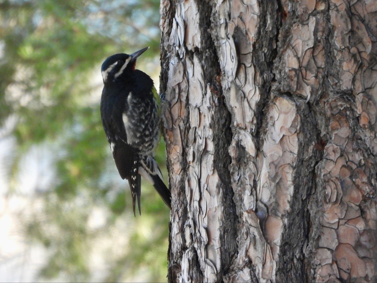 Williamson's Sapsucker - ML646369639