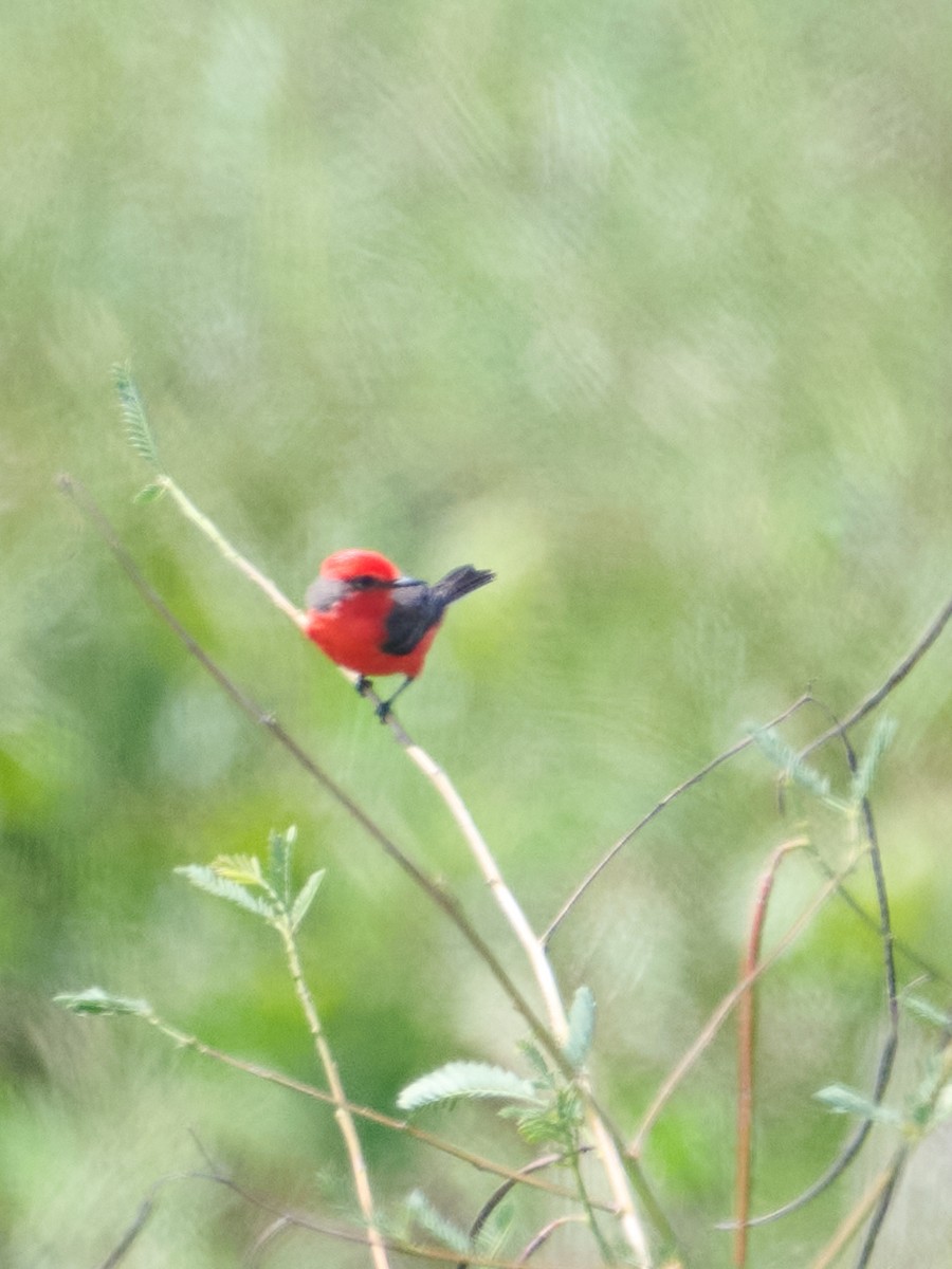 Vermilion Flycatcher (Northern) - ML646369640