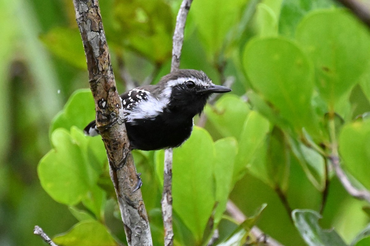 Southern White-fringed Antwren - ML646369641