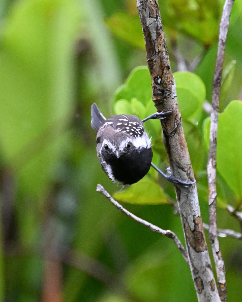 Southern White-fringed Antwren - ML646369642