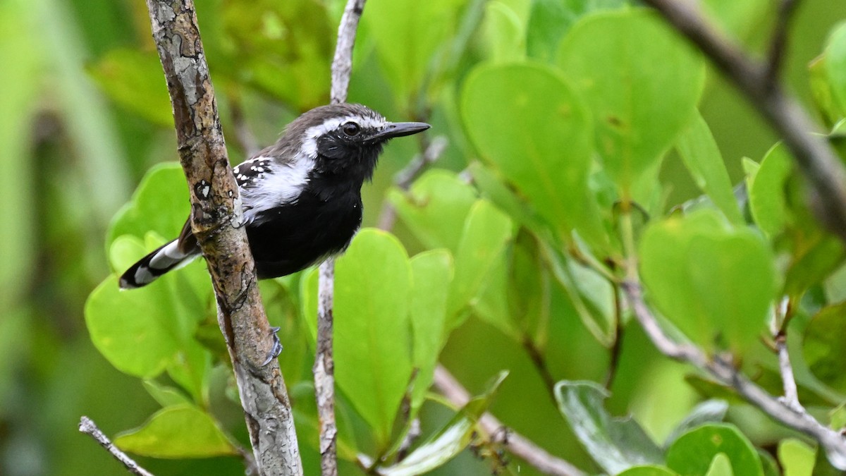 Southern White-fringed Antwren - ML646369643