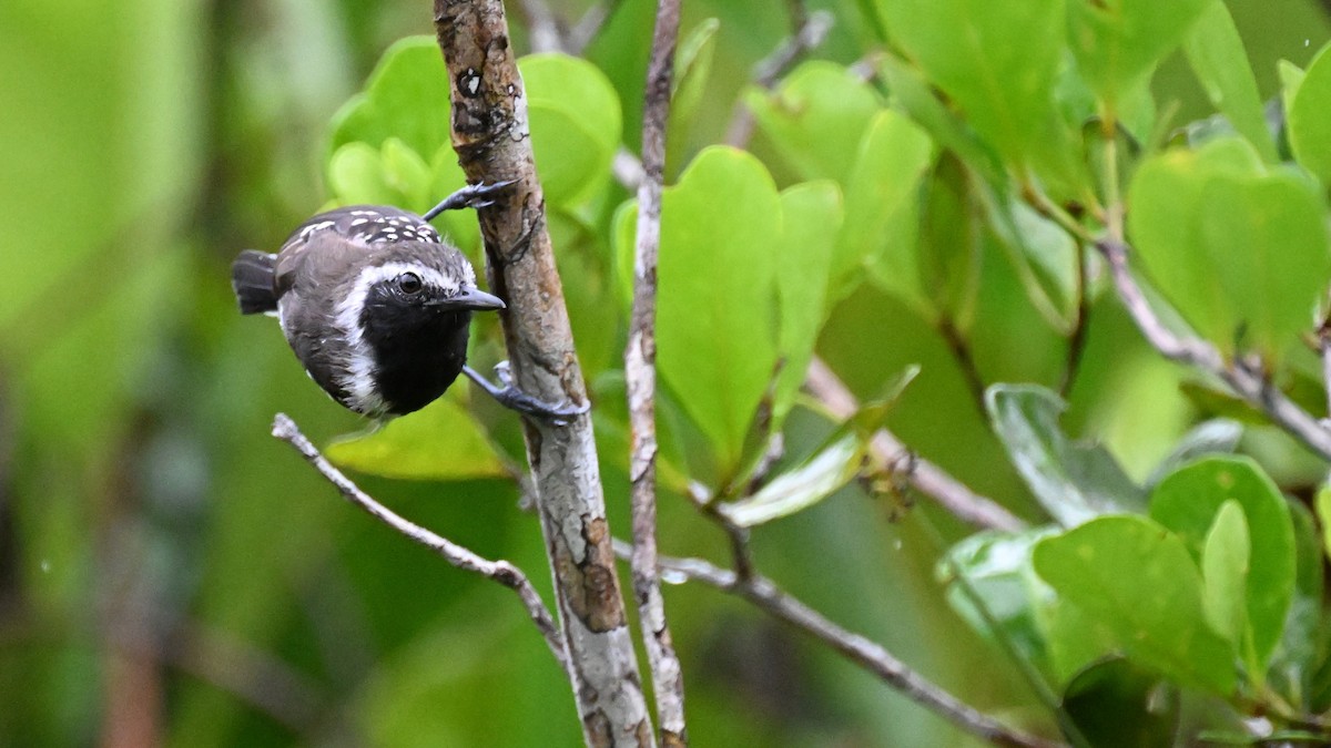 Southern White-fringed Antwren - ML646369644