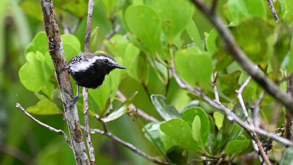 Southern White-fringed Antwren - ML646369645