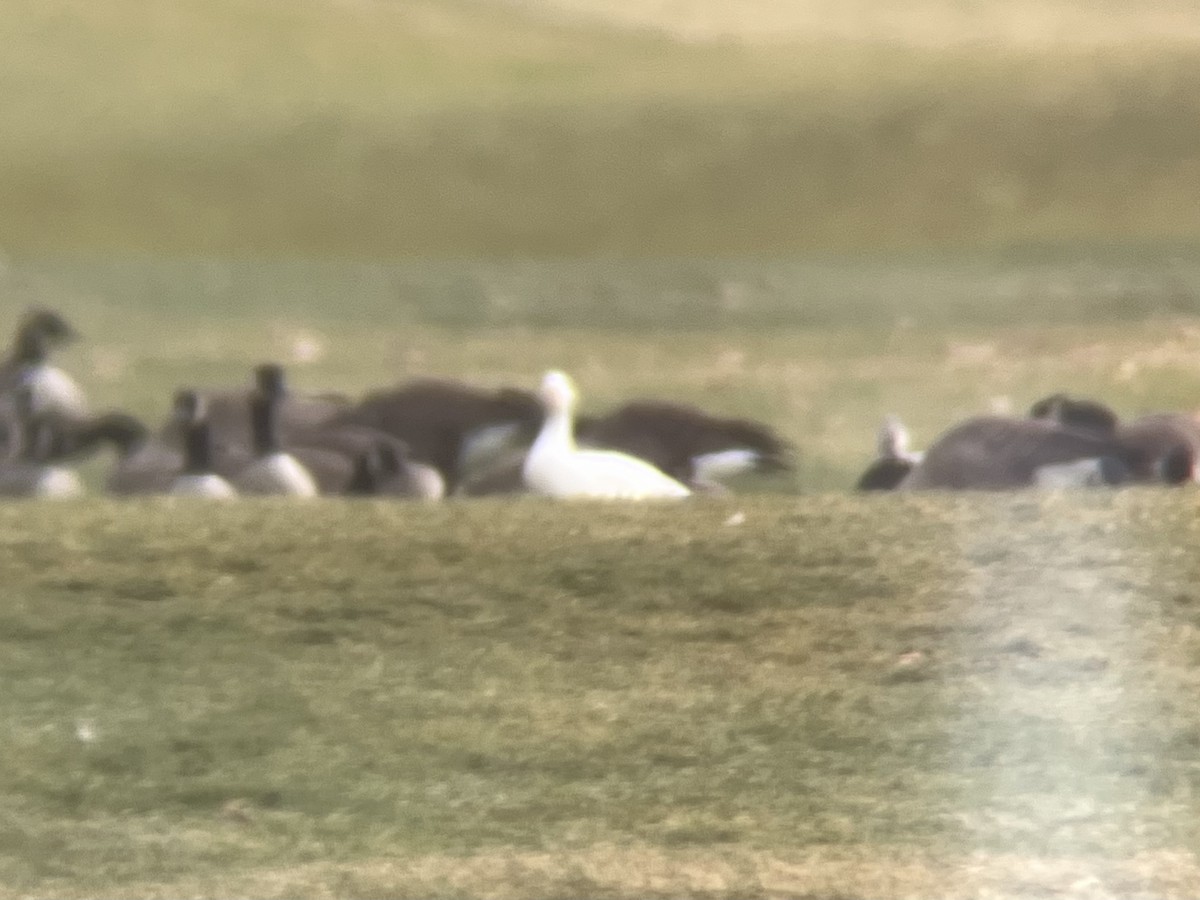 Snow Goose - ML646369647