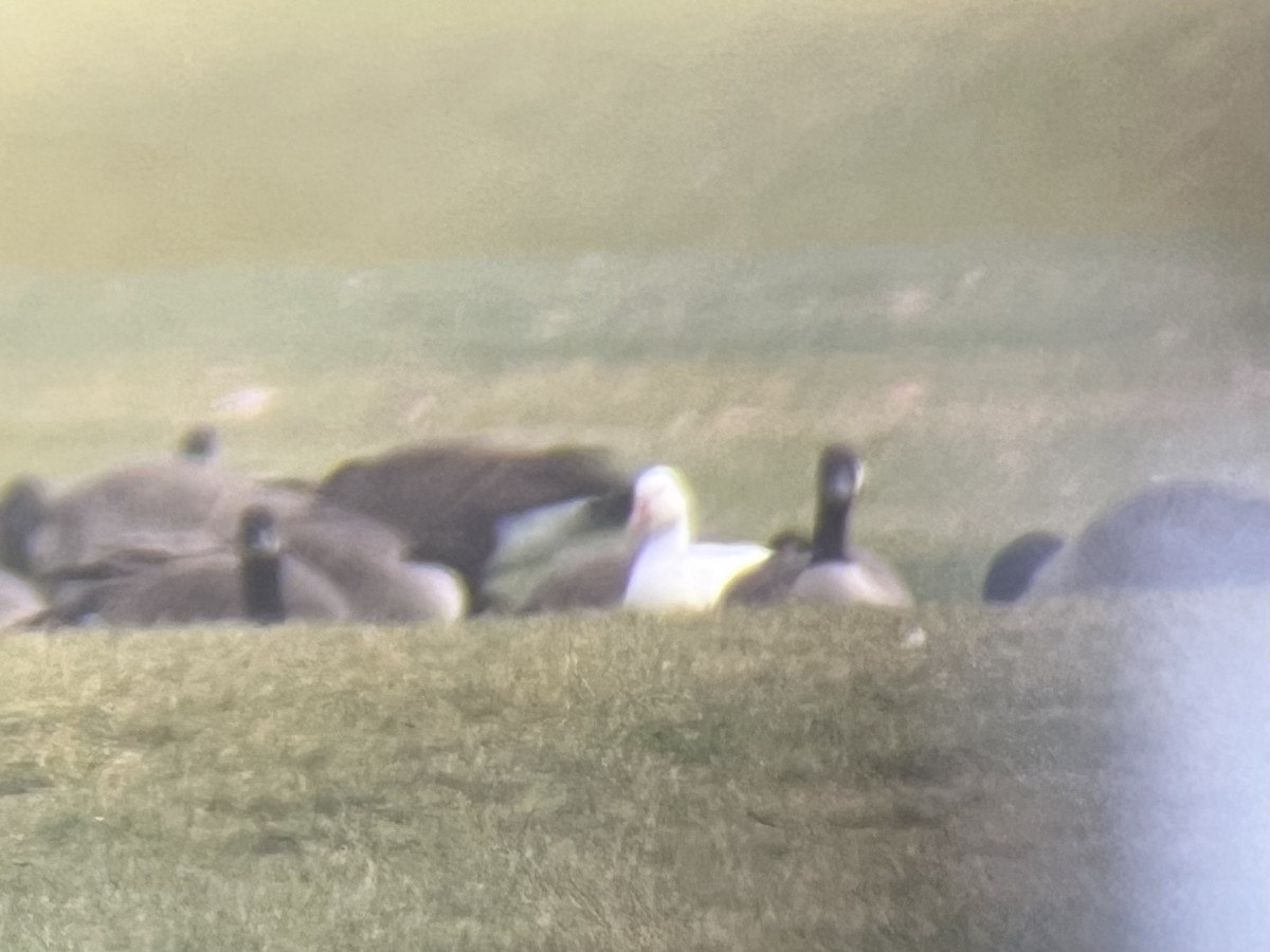 Snow Goose - ML646369648