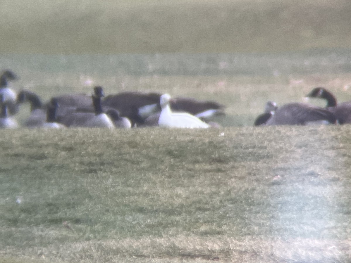 Snow Goose - ML646369649